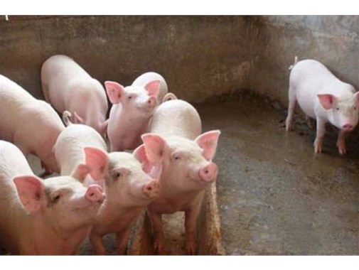 養(yǎng)殖污水的三種處理模式，學(xué)起來(lái)！