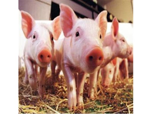 技術(shù)干貨！養(yǎng)殖污水處理的技術(shù)詳情