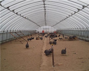 耕地上是否可建造四川養(yǎng)殖大棚？需要辦理什么手續(xù)？