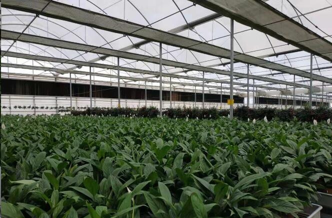 云南育苗溫室大棚 云南育苗溫室大棚