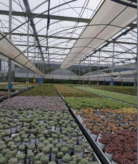 云南花卉溫室大棚建設(shè)廠家 云南花卉溫室大棚建設(shè)廠家