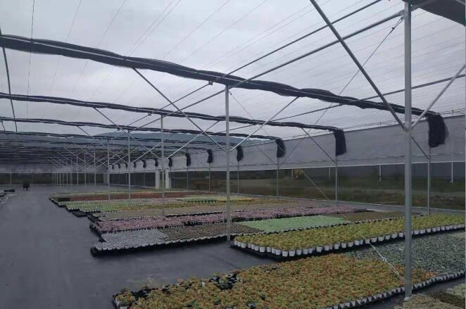云南花卉溫室大棚 云南花卉溫室大棚