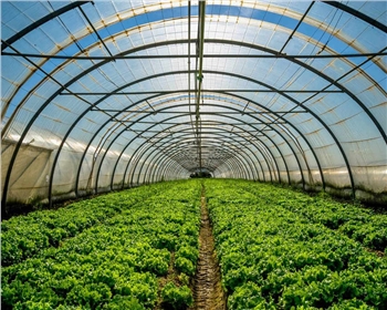 四川蔬菜大棚如何維護！保養(yǎng)方法有哪些