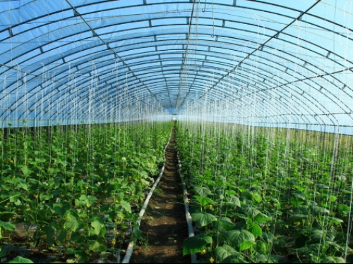 你還不知道的四川蔬菜大棚種植知識(shí)，這七點(diǎn)你必須知道！