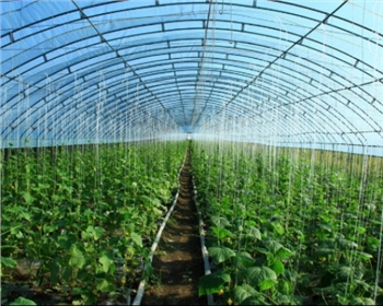 你還不知道的四川蔬菜大棚種植知識(shí)，這七點(diǎn)你必須知道！